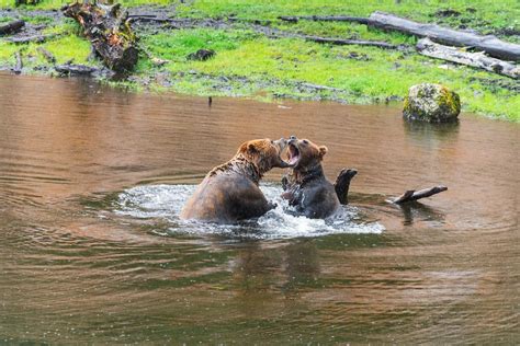 Best Places To See Bears In Alaska Celebrity Cruises