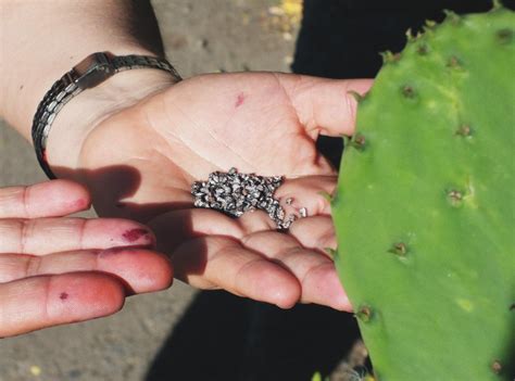 La Grana Cochinilla En Mesoam Rica Y Los Andes Arte Textil Pawllu