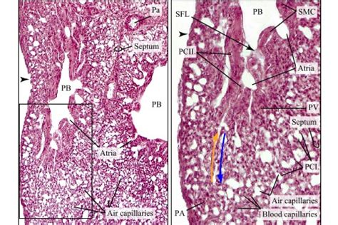 Histological section of the lung of a bird (HE) · Atlas of Animal ...