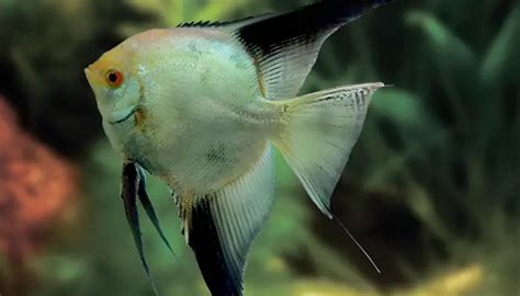 Bulgarian Green Angelfish: Care, Habitat & Breeding Guide