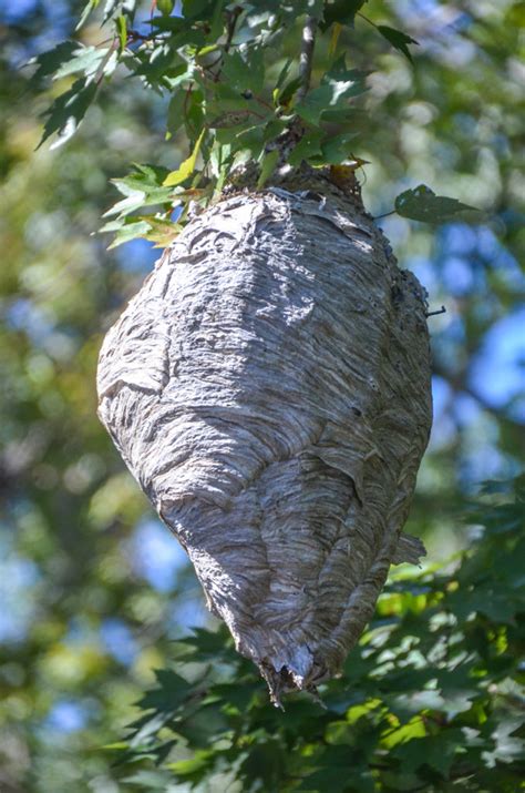 Bald Faced Hornet Nest – Haw Creek | Florida Paddle Notes