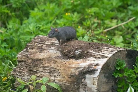 El Mejor Veneno Para Ratas Para Uso Externo En Gardening Dream