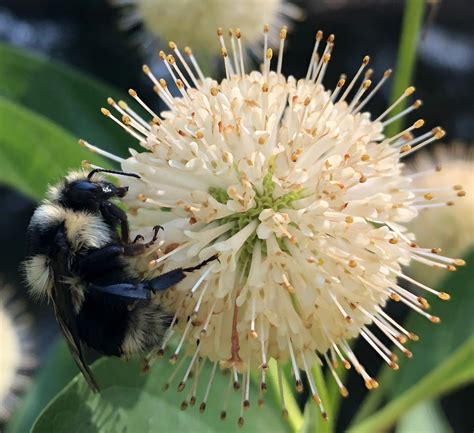 Ccgp — Bombus Melanopygus Black Tailed Bumble Bee