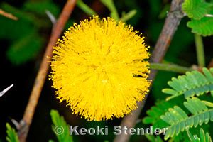 Sweet Acacia or Needle Bush, Kolu, Vachellia farnesiana