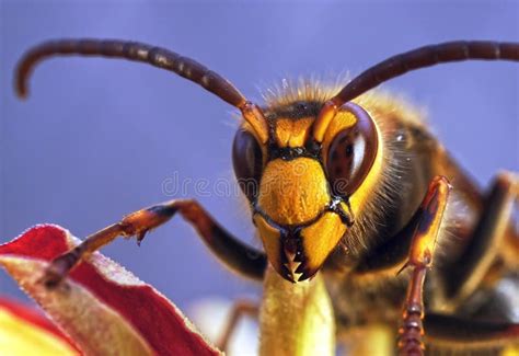 Hornet close up stock image. Image of nature, portrait - 60300381