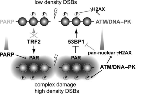 Regulation Of 53bp1 And Trf2 Recruitment To Low Density Dsbs And