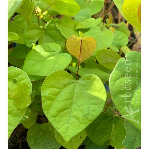 Judaszowiec Olbrzymi Cercis Gigantea Nasiona