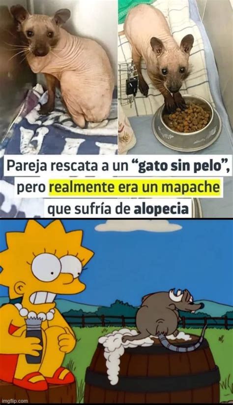 Top Memes De Mapaches En Español Memedroid