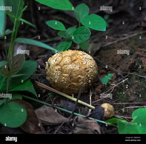 Black Truffle Mushroom In The Wild Forest Meghalaya Stock Photo Alamy