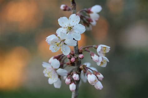 Fleurs du mois de février Acclimatons