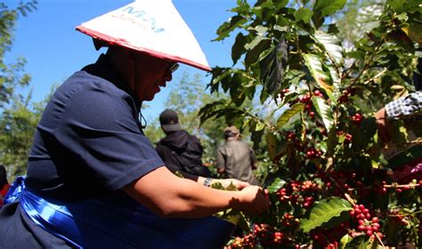 Produksi Kopi Naik Harga Meningkat Hingga Jadi Juara Dunia