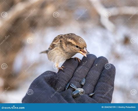 Un Gorri N Se Sienta En Sirve A La Mano Y Comen Semillas Imagen De