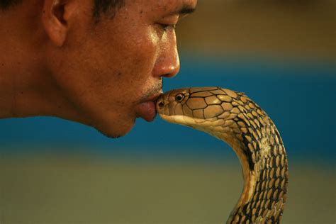 King Cobra | King Cobra, Phuket, Thailand The King Cobra is … | Flickr