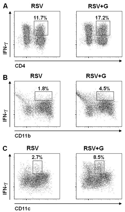 In Vivo Effects Of Korean Red Ginseng Extract KRGE On Phenotypes Of