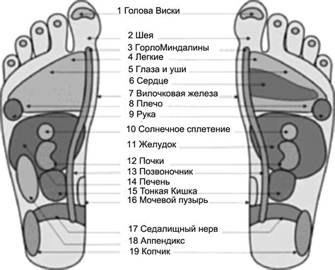 Стопы проекция органов картинки (Большое количество фото!) - artshots.ru