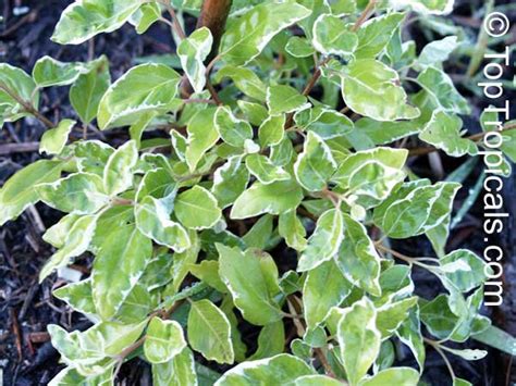 Vitex sp. Variegata, Variegated Arabian Lilac - TopTropicals.com