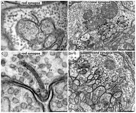 Frontiers Presynaptic Ca2 And GCAPs Aspects On The Structure And