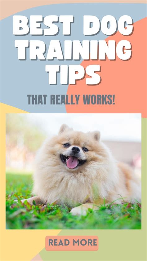 Best Dog Training Tips How To Train Your Dog Easy Effective Training