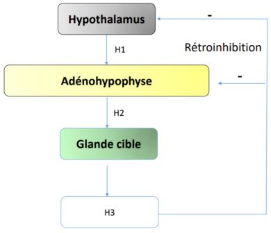 Syst Me Endocrinien Flashcards Quizlet