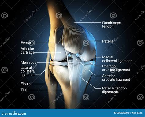 Healthy Knee Joint Labeled 3d Illustration Stock Illustration