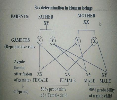 Explain Sex Determination In Human Beings