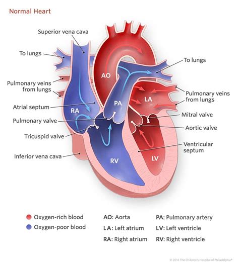 Diagram Of Blood Flow Through The Fetal Heart Fetal Circulat