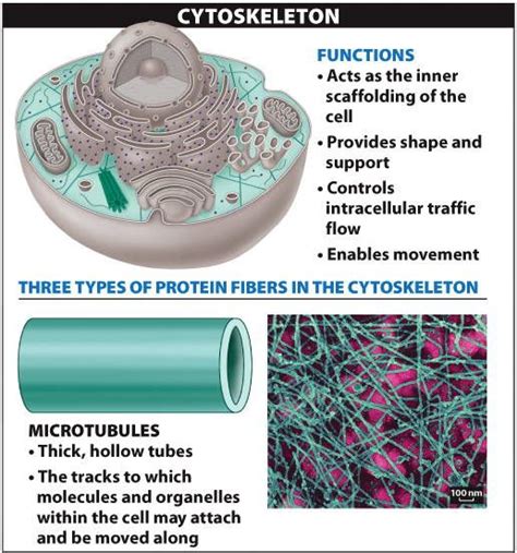 Cytoskeleton0428 Organelles Physiology Mind Map