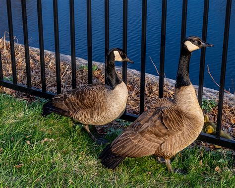 Canada Geese The Canada Goose Branta Canadensis Aka Can Flickr