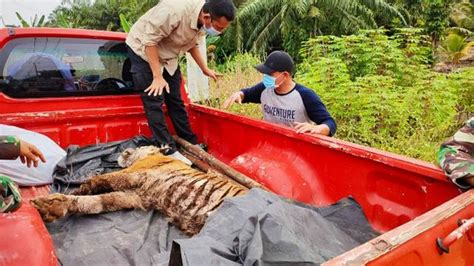 Kasihan Harimau Betina Mati Mengenaskan Terjerat Sling Baja Di Riau