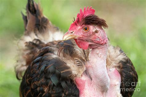 Naked Neck Chicken Photograph By Jeannette Hunt Fine Art America