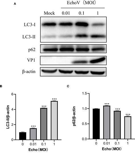 Frontiers Echovirus Induces Autophagy To Promote Viral Replication