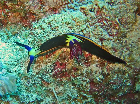 Gymnodorididae Nembrotha Megalocera Sea Slug Sea Snail Fish Pet