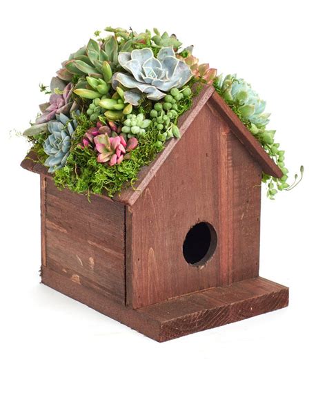 Living Succulent Birdhouse Kit Planter ShopSucculents Bird House