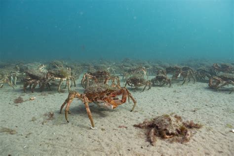 Everything You Need to Know About Crabs - Tynemouth Aquarium