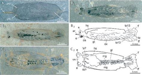 Soft Part Preservation In Two Species Of The Arthropod Isoxys From The