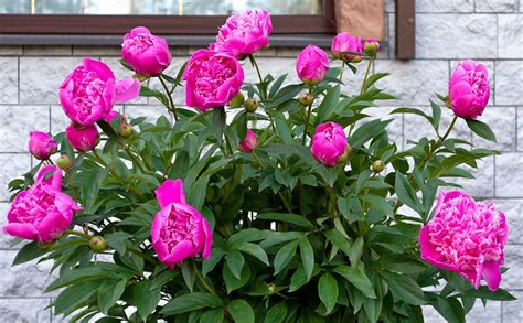 Dammanns Garden Company How To Care For Peonies For Longer Lasting