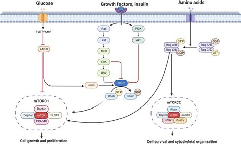 mtor signaling pathway involving glucose growth factors