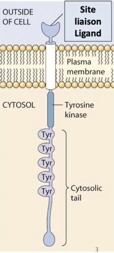 Les R Cepteurs Activit Enzymatique Rtk Flashcards Quizlet