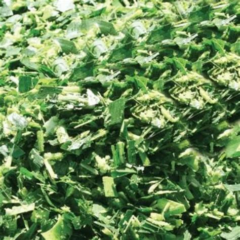 Fresh Green Corn Silage Packaging Type PP Bags Loose Shelf Life 6