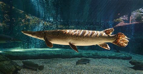 Alligator Gar A Z Animals