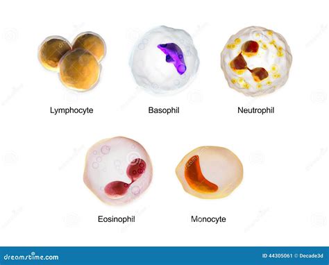 White Blood Cells Stock Illustration Image Of Basophil 44305061