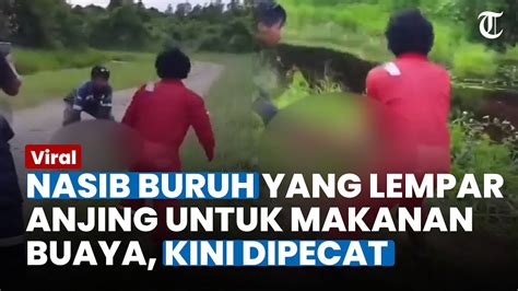 Tak Main Main Ini Nasib Buruh Yang Lempar Anjing Ke Buaya Kini