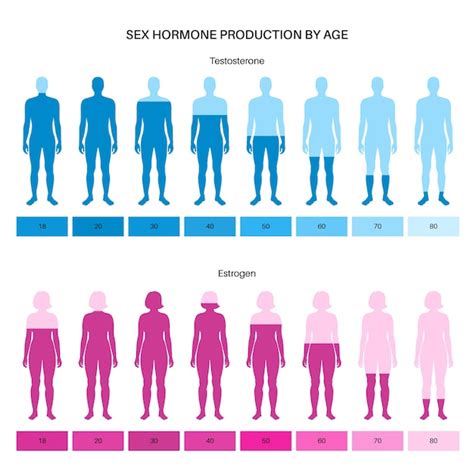 Tabla De Colores De Niveles De Estrógeno Y Testosterona Producción De Hormonas Sexuales Por