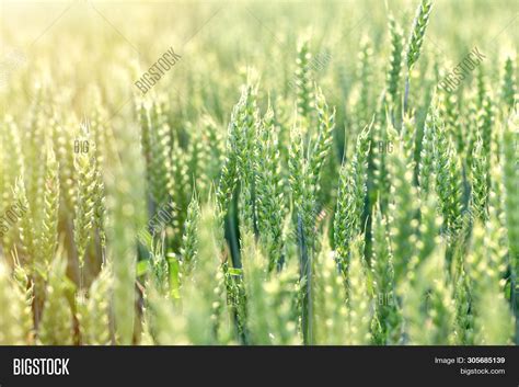 Imagen Y Foto Unripe Green Wheat Prueba Gratis Bigstock