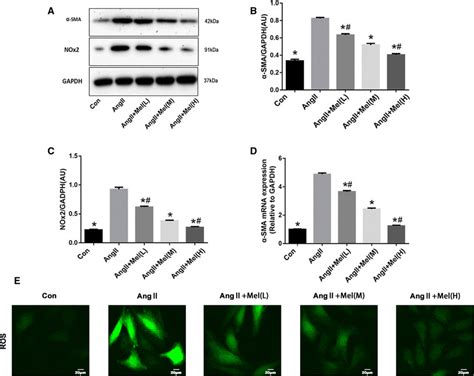 Melatonin decreases Ang II induced α SMA expression and ROS generation