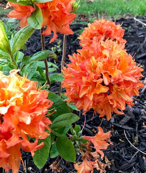 10 Types of Azaleas for Your Flower Garden