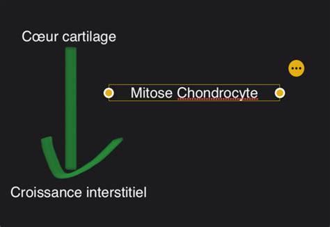 Os Histologie Cours Cartes Quizlet