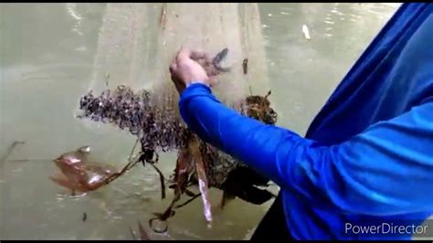 Jala Ikan Di Sungai Yang Masih Alami YouTube