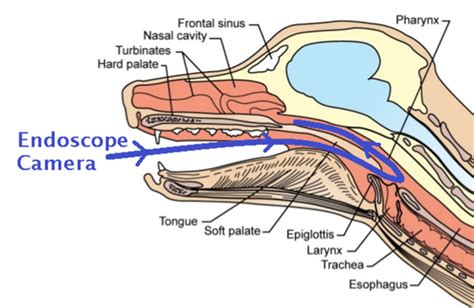 Epiglottis Diagram Dog