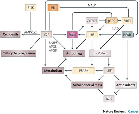 Functional Interactions Of E2f Transcription Factors With Other